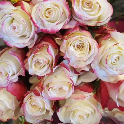 Amazon.com : 24 Stems - Fresh Cut Sweetness Pink and White Rose Bouquet  from Flower Explosion : Everything Else