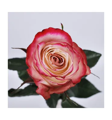 Rosa Sweetness Ecuador 🥇 - Fincas de rosas