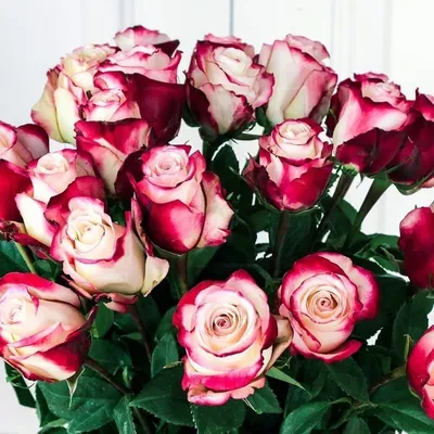 Novelty roses, wholesale roses, Sweetness Roses | WholesaleFlowers.net