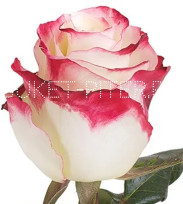 75 X Long Stems of White with Pinkish Red Sweetness Roses- Beautiful Fresh  Cut Flowers- Express Delivery - Walmart.com