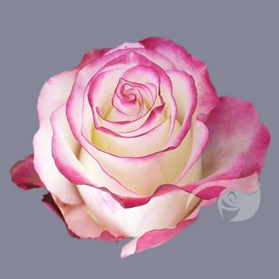 SWEETNESS - Ecoroses | Ecuador Roses