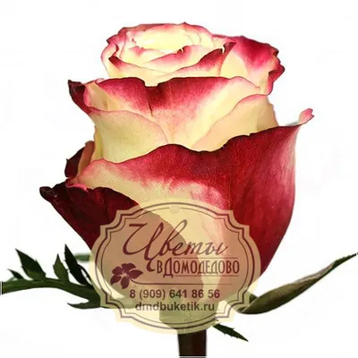 Роза Sweetness (80 см) купить в Воронеже: доступные цены, доставка курьером  и самовывоз. ➦ ЦветыОптОрг
