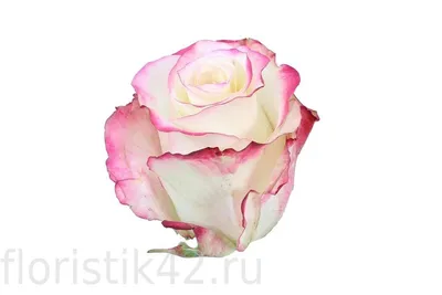 Букет 51 роза Топаз (Эквадор) 60 см купить по цене 8970.00 руб. с доставкой  по Туле – интернет-магазин «Расцветочка»