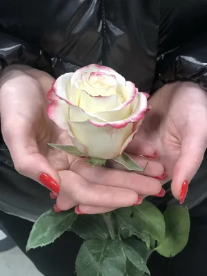 Rose Sweetness – joysflower_us
