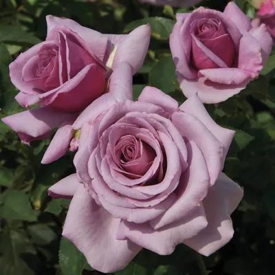 Sweetness Grandiflora Rose | Jackson and Perkins