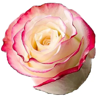 Pink and White Sweetness Rose Flower