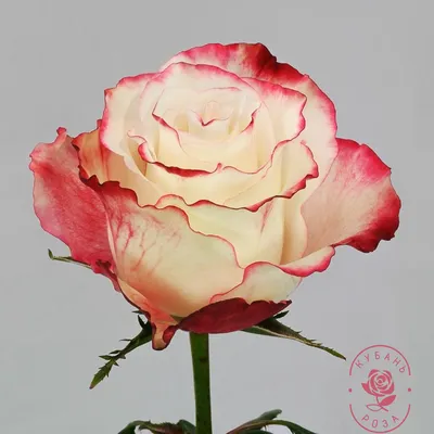 Купить Роза Sweetness 60см оптом | Paeonia