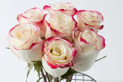 25 роз сорт Свитнес ( Sweetness) 2600 руб. Эквадор - Купить розы дёшево  Эквадор 80 руб. Доставка роз СПб 🌹SPBROSA