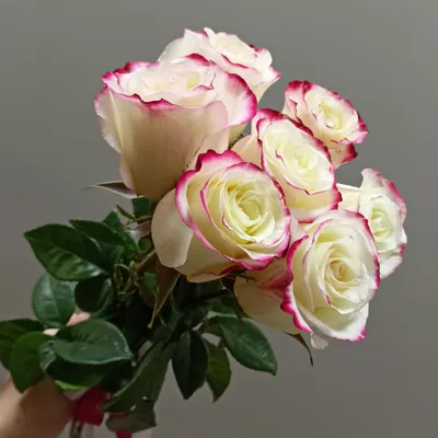 Sweetness Bi-Color Pink Roses | Pink wholesale Roses