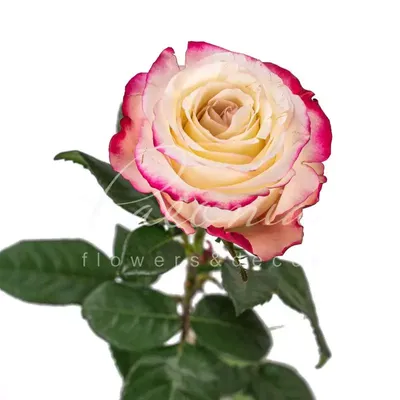Букет из 51 розы сорта Sweetness (Свитнесс) 80 см купить в Москве - цена 8  000 руб c бесплатной доставкой ✿ Интернет-магазин Bella Roza