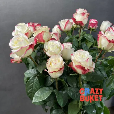Sweetness - Premium - Premium Roses - Eagle-Link Flowers