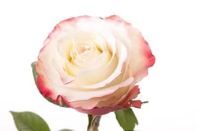 Premium White Roses Red Tips | GlobalRose