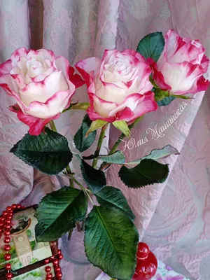 Sweetness Grandiflora Rose | Looking antique even as it's gr… | Flickr
