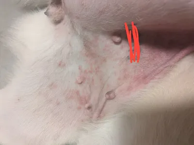 Красные пятна на животе у собаки - «Айболит Плюс» - сеть ветеринарных клиник