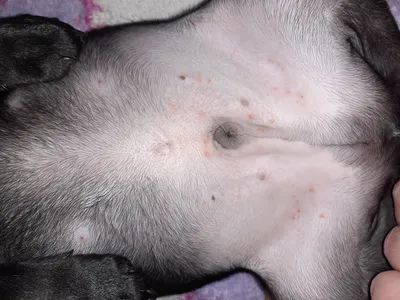 Сыпь на животе у собаки фото фотографии
