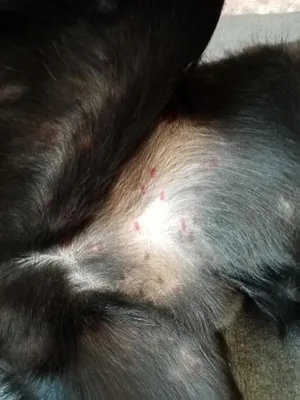 Высыпания у собаки на животе, бесплатная консультация ветеринара - вопрос  задан пользователем Irina Yanitskaya про питомца: собака Йоркширский терьер