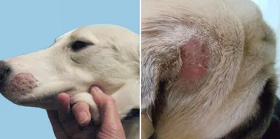 Сыпь у собаки фото фотографии