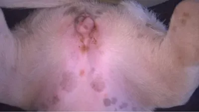 Сыпь у собаки в паху фото фотографии