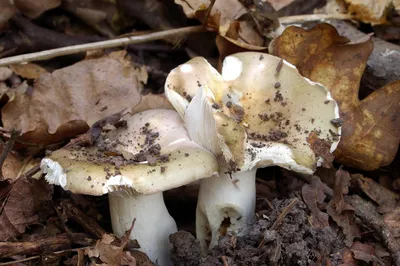 Сыроежка сине-зеленая, Russula cyanoxantha - Грибы Средней Полосы