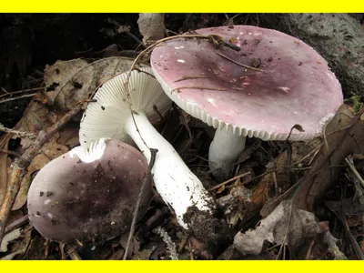 Мицелий Сыроежки ломкой (Russula fragilis)