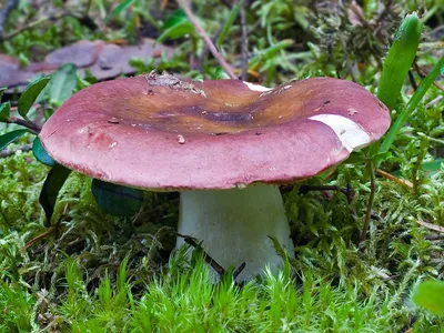 Сыроежка пищевая - Russula vesca - Грибы Уломы Железной