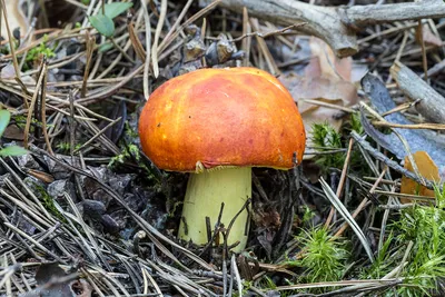 Вячеслав Степанов: Грибы Калужской области -Сыроежка винно-красная (Russula  vinosa)