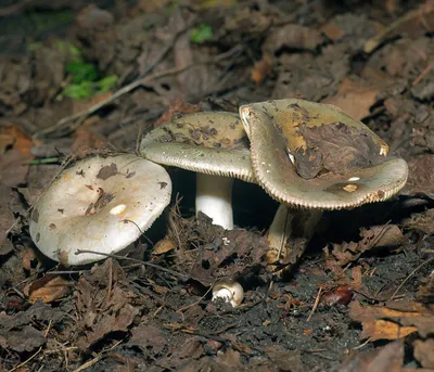 Сыроежка золотистая (Russula aurea) – Грибы Сибири