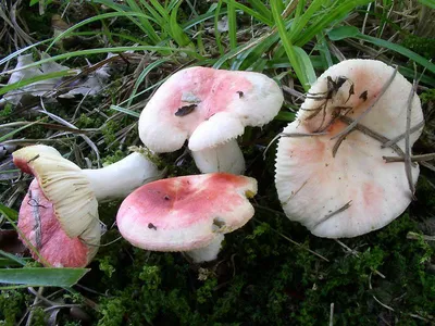 Файл:Russula сыроежка.jpg — Википедия