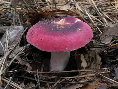 Мицелий Сыроежки синей / Сыроежка лазоревая (Russula azurea)