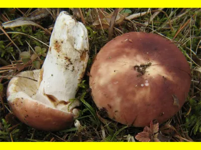 Мицелий Сыроежки миндальной / Сыроежка лавровишневая (Russula laurocerasi)