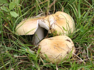 Сыроежка Келе (Russula queletii) - Picture Mushroom