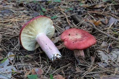 Сыроежка кроваво-красная (Russula sanguinea) – Грибы Сибири