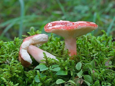 Сыроежка сереющая - Russula decolorans - Грибы Уломы Железной