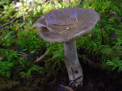 Вячеслав Степанов: Грибы Калужской области -Сыроежка желчная (Russula  fellea)