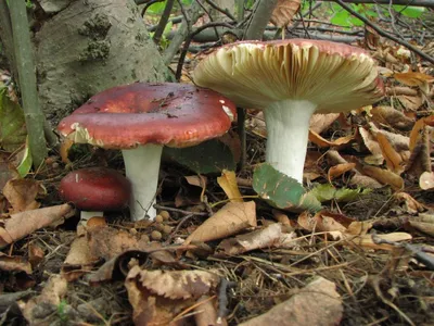 Вячеслав Степанов: Грибы Калужской области -Сыроежка кроваво-красная  (Russula sanguinea)