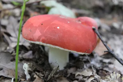 Купить Мицелий Сыроежки красивой / Сыроежка розовая (Russula bella), 120 г