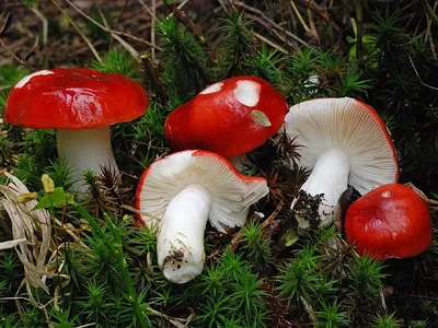 Мицелий Сыроежки жгучеедкой / Сыроежка жгучая (Russula emetica)