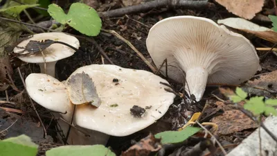 Сыроежка кроваво-красная (Russula sanguinea). Фото на сайте \"Грибы:  информация и фотографии\"