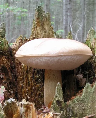 Сыроежка (Russula aquosa) | Грибы