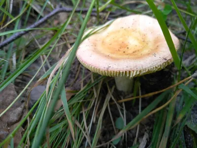 Сыроежка золотистая (Russula aurea) – Грибы Сибири