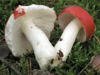 Сыроежка буреющая - Russula xerampelina - Грибы Уломы Железной