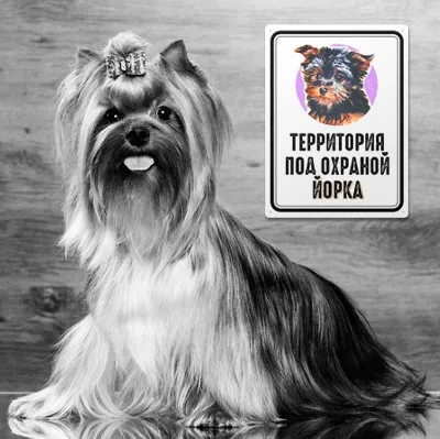 Злая собака табличка (ID#85699808), цена: 30 руб., купить на Deal.by
