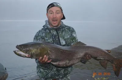 Царь сибирских рыб – Таймень - Сибирские богатства