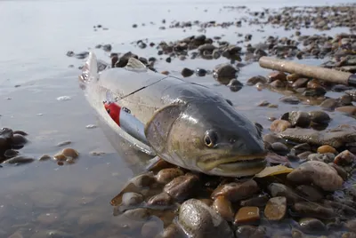 Рыбалка на тайменя на реке Уда | Туристическая компания \"Новое тысячелетие\"
