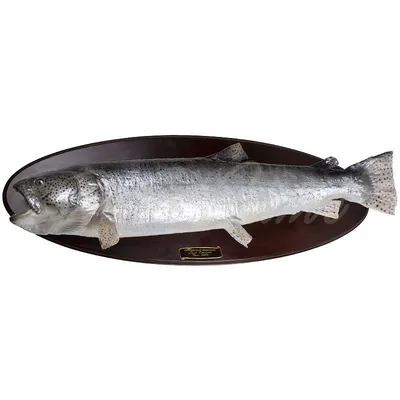 Рыбы Горного Алтая - таймень, сибирский хариус, ленок | Fishong