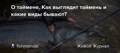 🐟 Таймень купить - рыба таймень цена за кг от 1300 руб в Екатеринбурге,  доставка - интернет-магазин Дикоед