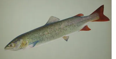 Таймень или нельма: новосибирцы поймали чудо-рыбу | НДН.Инфо