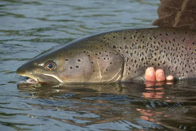 Рыбалка на тайменя, зимняя ловля тайменя в Сибири, видео | Fishong