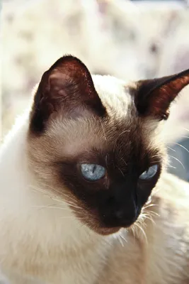 Тайская кошка - красота и грация фелины 
