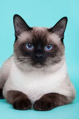 Изображения Тайской кошки в формате webp для быстрой загрузки 